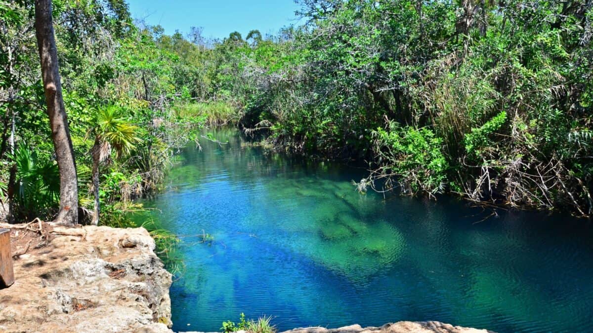 The Cenote of Escondido surrounded by the trees.