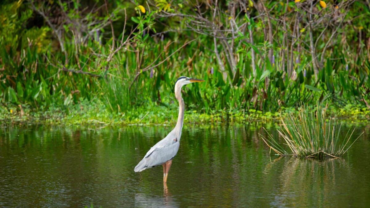 A heron stands in shallow water surrounded by green foliage.