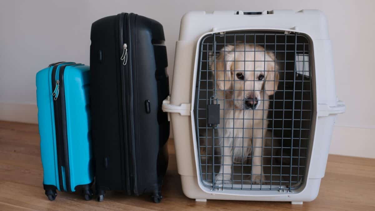 20 Ultimate No-Nos of Cruise Packing—Learn What's Banned 14 A dog inside a travel crate looks out from behind bars, flanked by a blue and a black suitcase, exemplifying pet travel readiness.