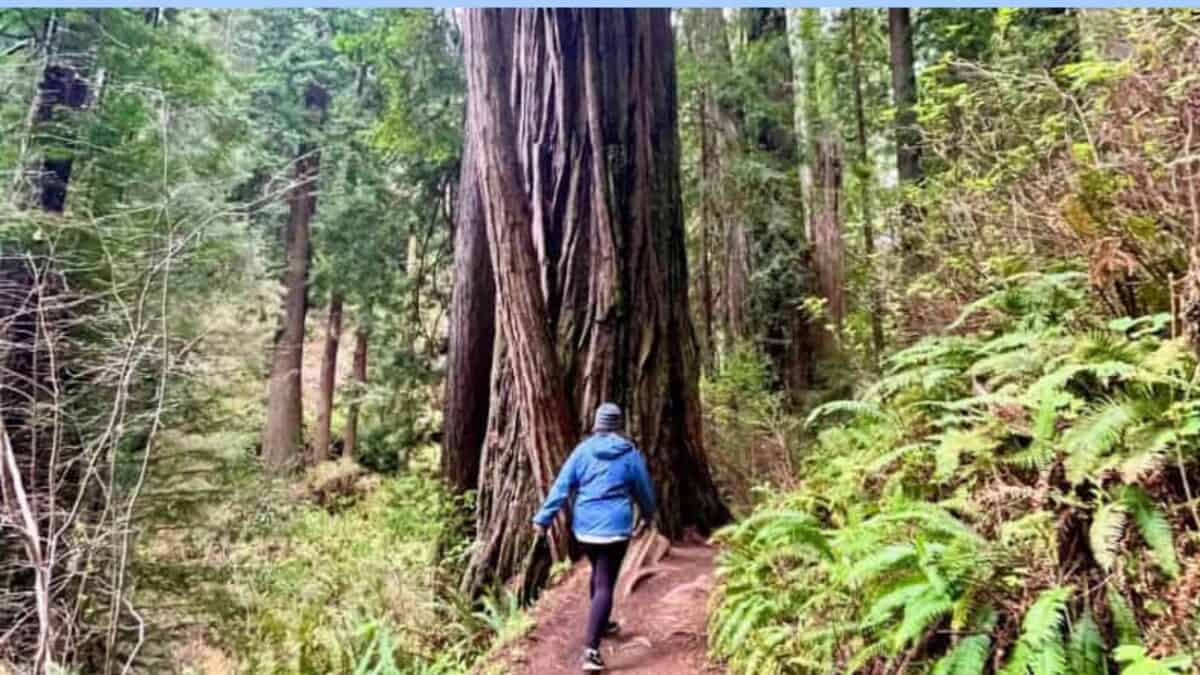 A person in a blue jacket walks past a large redwood tree on a forest trail surrounded by ferns and dense greenery.