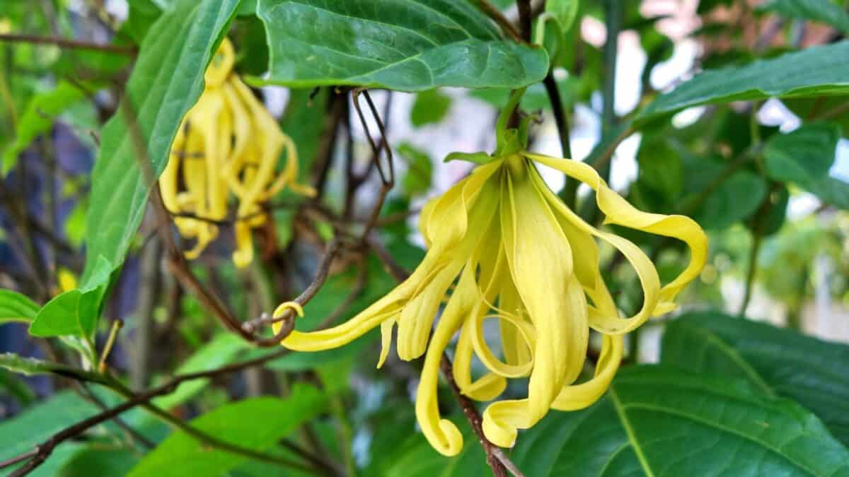 Vibrant yellow ylang-ylang flowers dangling amidst lush green foliage, exuding a sense of tropical elegance.
