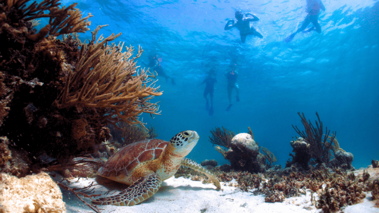 A green sea turtle rests on the ocean floor among coral with divers swimming above in clear blue water.