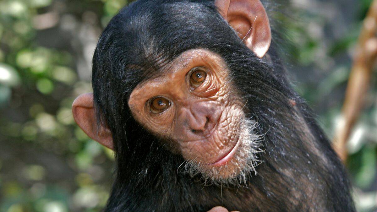 A curious young chimpanzee with bright eyes and a slight grin peers intently at the camera against a backdrop of green foliage.