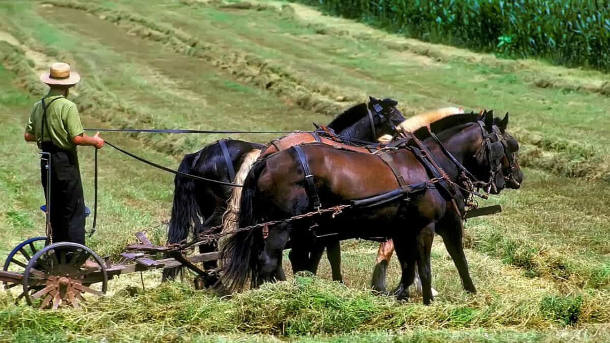 In remote villages, a person guides two horses pulling a traditional plow through a field filled with cut grass and hay. The horses are harnessed together, and the field stretches into the distance, bordered by a line of tall corn plants, where old ways still reign.