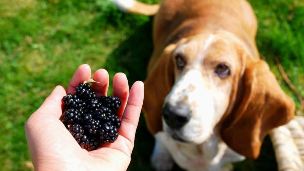 15 Dog-Friendly Fruits Your Pup Will Love 17 A close-up of a hand holding freshly picked blackberries in the foreground. In the background, a basset hound with long ears and a curious expression looks up, set on a grassy lawn.