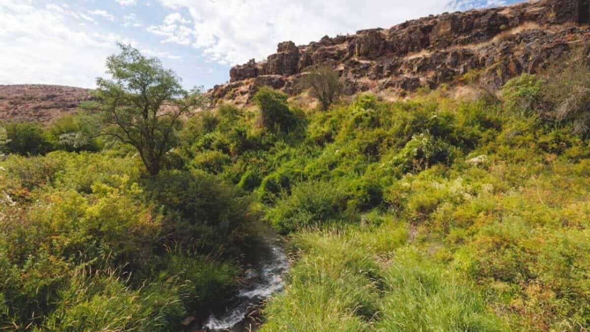 The stream in Cowiche Canyon Trails