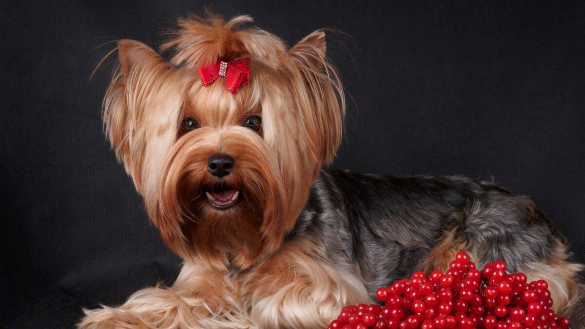 15 Dog-Friendly Fruits Your Pup Will Love 7 A fluffy Yorkshire Terrier with a red bow on its head is lying on a dark surface. A bunch of bright red berries is placed beside the dog, providing a colorful contrast to the dog's dark fur and the background.