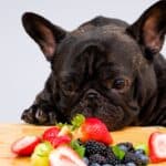 11 Foods You Should Keep Away From Your Dog
