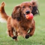 15 Dog-Friendly Fruits Your Pup Will Love