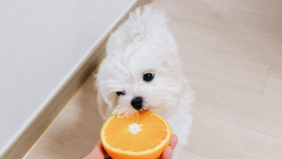 15 Dog-Friendly Fruits Your Pup Will Love 9 A small, fluffy white dog eagerly sniffs a halved orange being held towards it. The dog stands on a light-colored wooden floor next to a white wall.