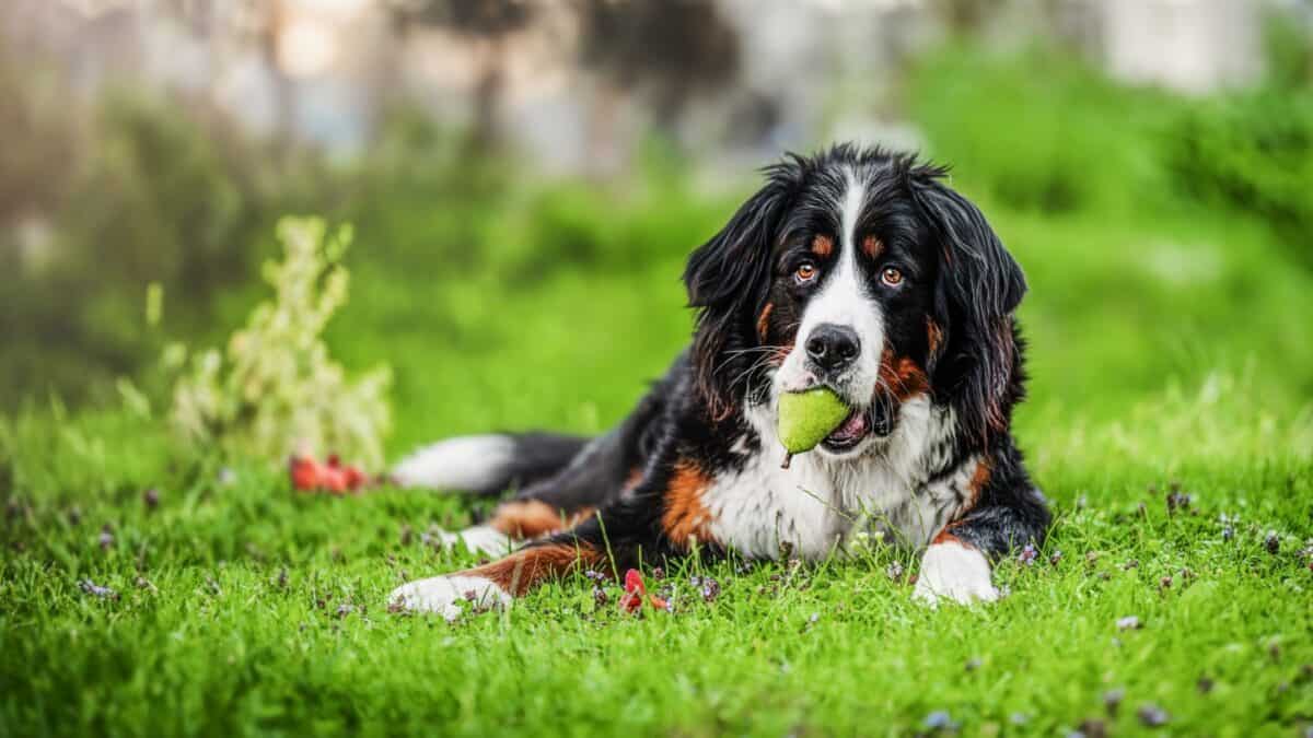 15 Dog-Friendly Fruits Your Pup Will Love 11 A large black, white, and brown Bernese Mountain Dog is lying on green grass, holding a green pear in its mouth. The background is blurred with various plants and foliage, highlighting the dog in the foreground.
