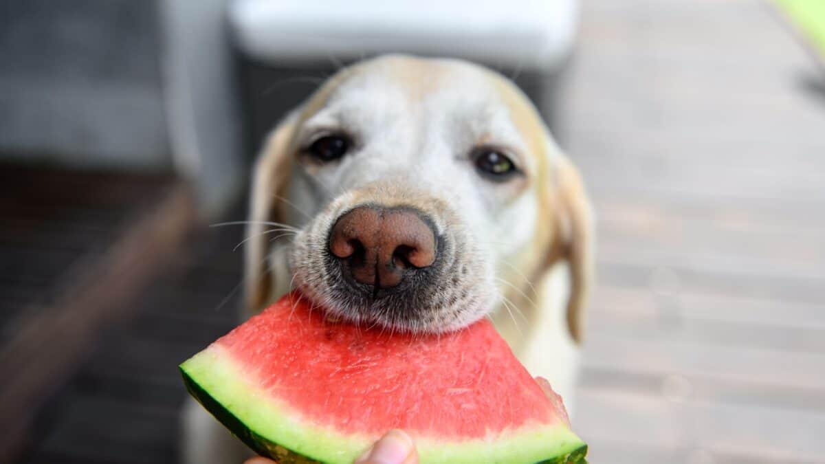 15 Dog-Friendly Fruits Your Pup Will Love 15 A close-up shot of a light-colored dog gently biting into a slice of watermelon. The dog looks content and focused on the juicy fruit, while a hand holds the watermelon slice in front of its mouth. The background is blurred, highlighting the dog and watermelon.