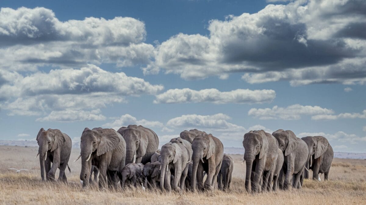 A herd of elephants, including calves, walking across a grassy plain under a cloudy blue sky. The elephants are moving in a close-knit group, and the scene stretches across an expansive landscape.