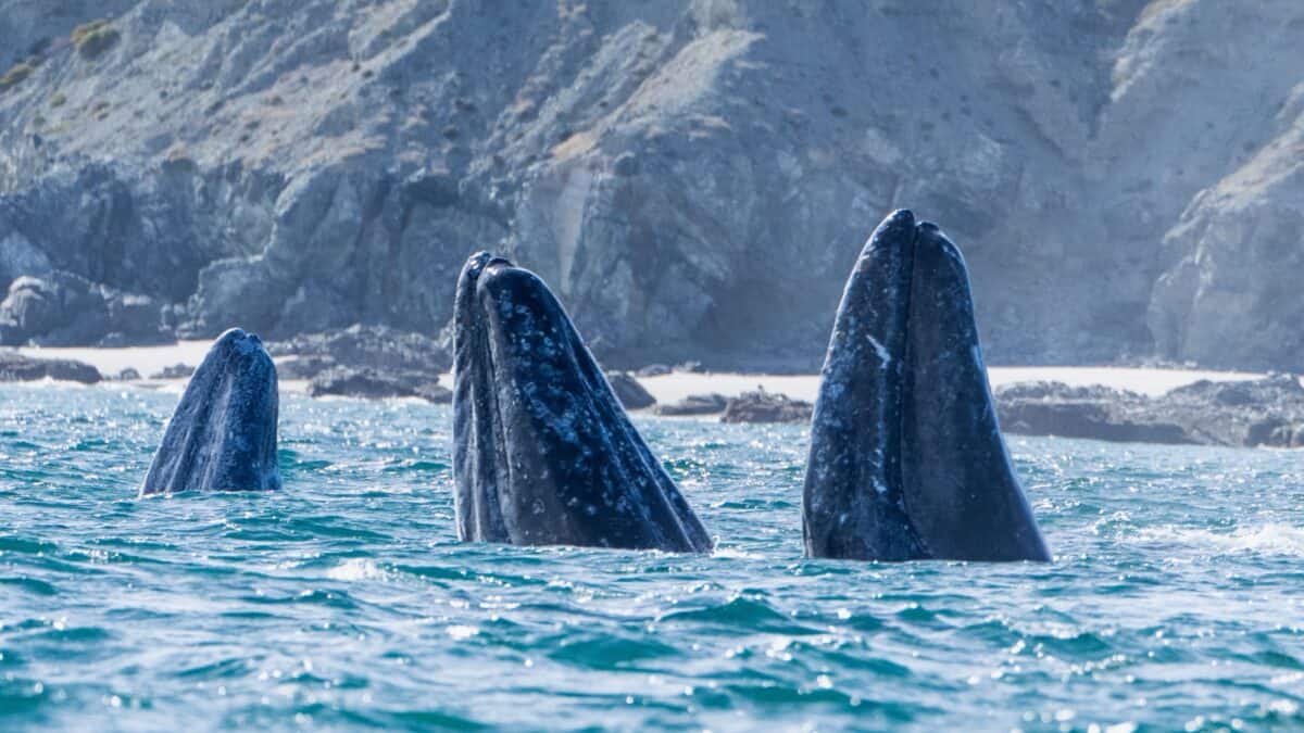 Three gray whales with barnacle-encrusted skin break the surface of the ocean near a rocky coastline. The whales' heads and upper backs are visible above the water, and the shore in the background features rugged cliffs and sparse vegetation.