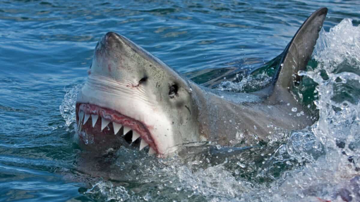 A great white shark emerges from the ocean's surface with its mouth open, showing sharp teeth. Water splashes around its body, and its dorsal fin is visible above the water. The scene captures the shark in a dynamic and intense moment.