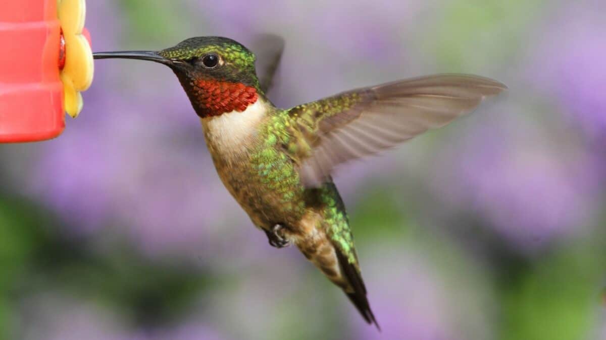 A vibrant hummingbird with iridescent green feathers and a red throat hovers near a red feeder, its wings a blur against a background of soft purple and green hues.