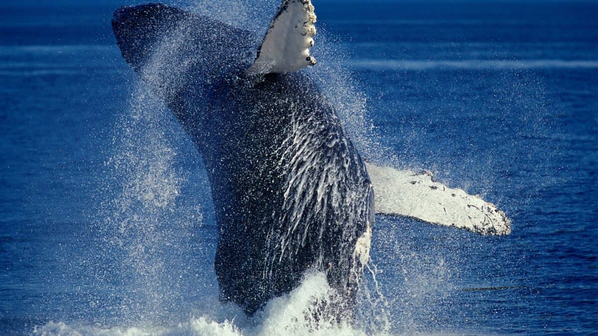 A large whale breaches the surface of the ocean with its body and fins in mid-air, surrounded by splashing water. The sky and ocean both appear deep blue, highlighting the whale's impressive size and movement.