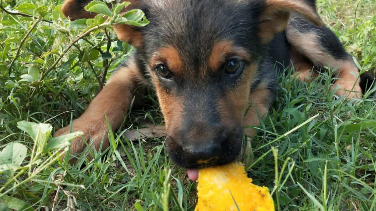 15 Dog-Friendly Fruits Your Pup Will Love 8 A small German Shepherd puppy lays on grass and chews on a yellow mango slice. The puppy has a playful expression and is surrounded by green plants.