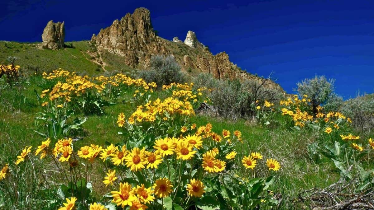 The blooming flowers in the Saddle Rock.