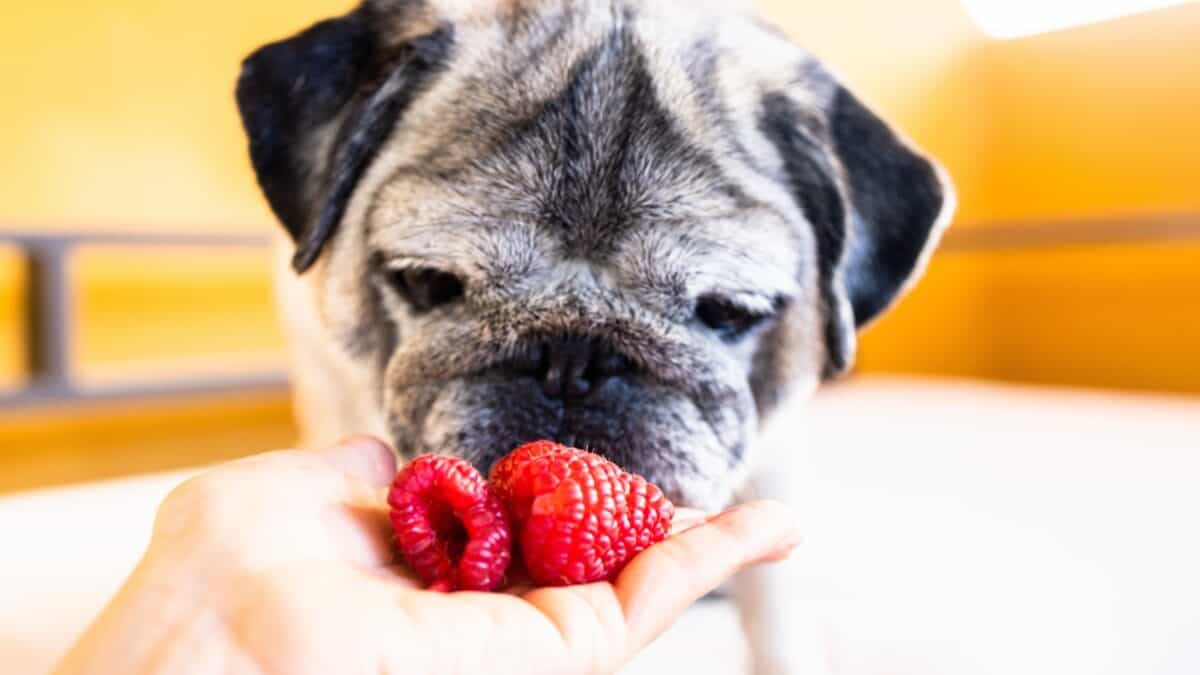 15 Dog-Friendly Fruits Your Pup Will Love 13 Raspberry