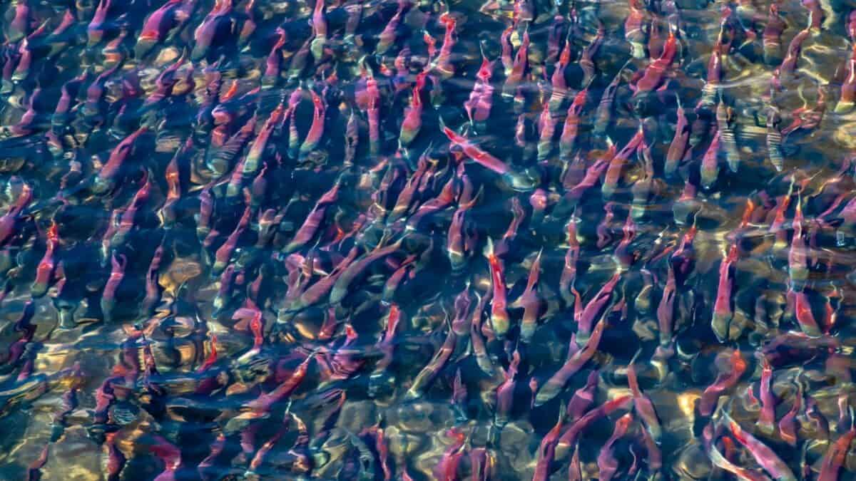 A large group of pink and red sockeye salmon swim upstream in clear blue water. The fish are densely packed and their vibrant colors contrast against the shimmering surface of the water. Sunlight reflects off the ripples, adding a dynamic effect to the scene.