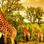 15 Incredible Animal Migrations You Need to Witness