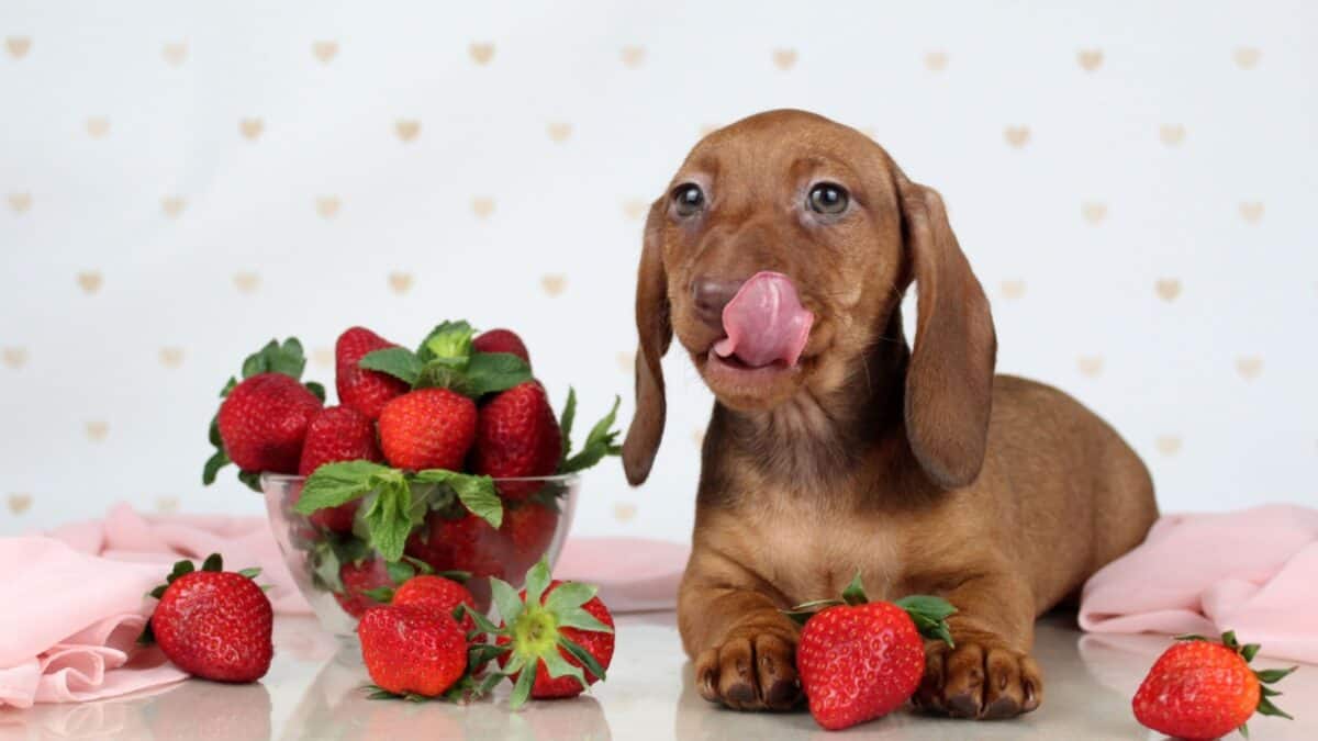 15 Dog-Friendly Fruits Your Pup Will Love 14 A brown dachshund puppy lies on a white surface, licking its nose. In front of the puppy, there is a glass bowl filled with ripe strawberries and several strawberries scattered around. The background is white with small heart patterns. Pink fabric is draped nearby.
