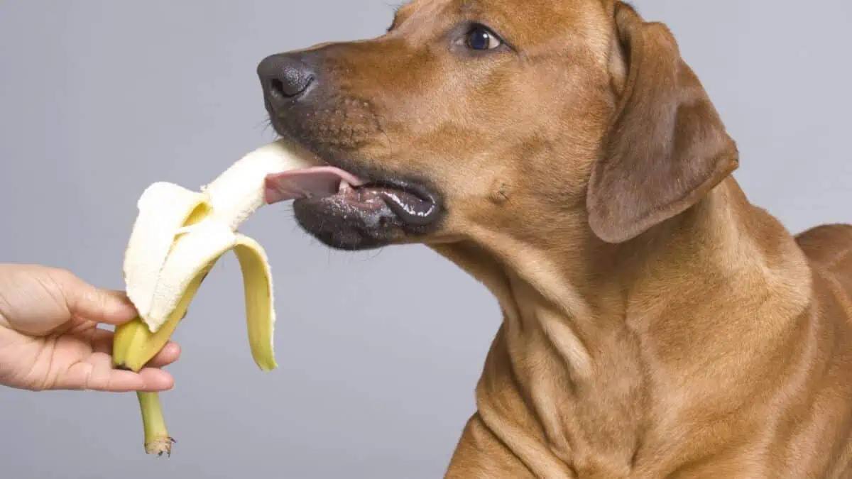 15 Dog-Friendly Fruits Your Pup Will Love 4 A brown dog licks a partially peeled banana being held by a person. The dog appears interested in the banana, with its tongue extended towards the fruit. The background is plain and grey, focusing attention on the dog and the banana.