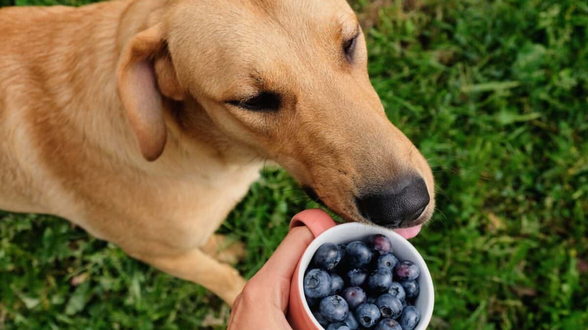 15 Dog-Friendly Fruits Your Pup Will Love 5 A light brown dog licks at a cup of blueberries being held by a person. The scene takes place outdoors on a grassy surface. The dog's eyes are partially open, and it appears curious about the cup of blueberries.