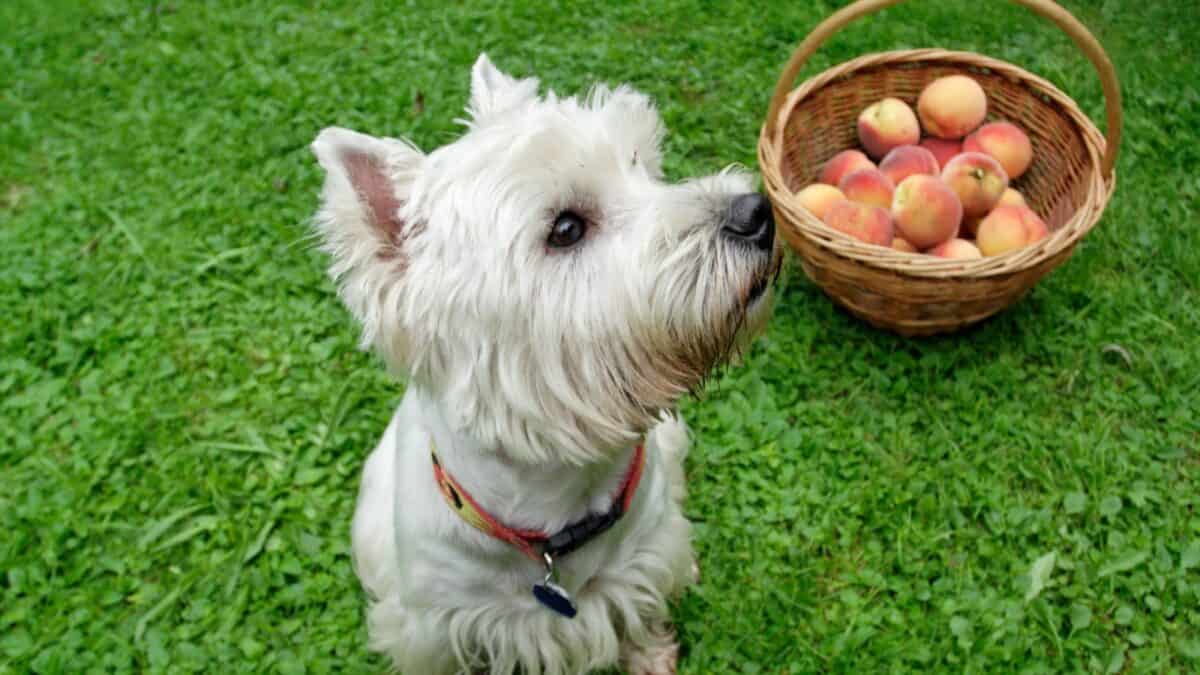 15 Dog-Friendly Fruits Your Pup Will Love 10 A white West Highland Terrier sits attentively on a green lawn next to a wicker basket filled with peaches. The dog’s eyes are focused upwards, and it wears a red collar with a tag.