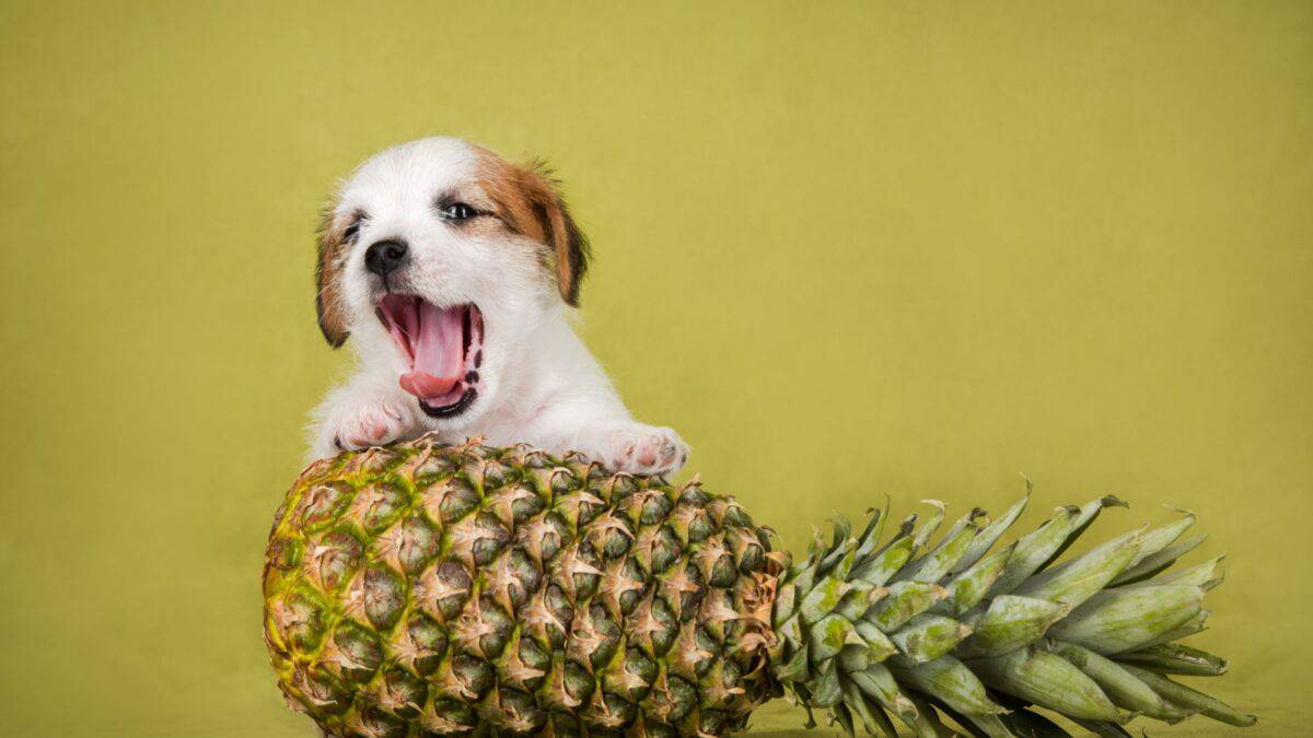 15 Dog-Friendly Fruits Your Pup Will Love 12 A small, white and brown puppy with its mouth wide open, resembling a yawn, stands behind a large, ripe pineapple. The background is a solid olive green, creating a playful and vibrant scene.