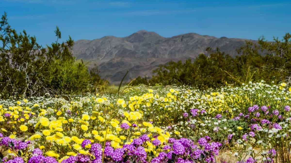 A field of colorful wildflowers with yellow and purple blossoms is in the foreground. Green shrubs are scattered throughout the scene, and a mountain range is visible in the background under a clear blue sky, making it one of the best camping grounds for those seeking cheap camping in California.
