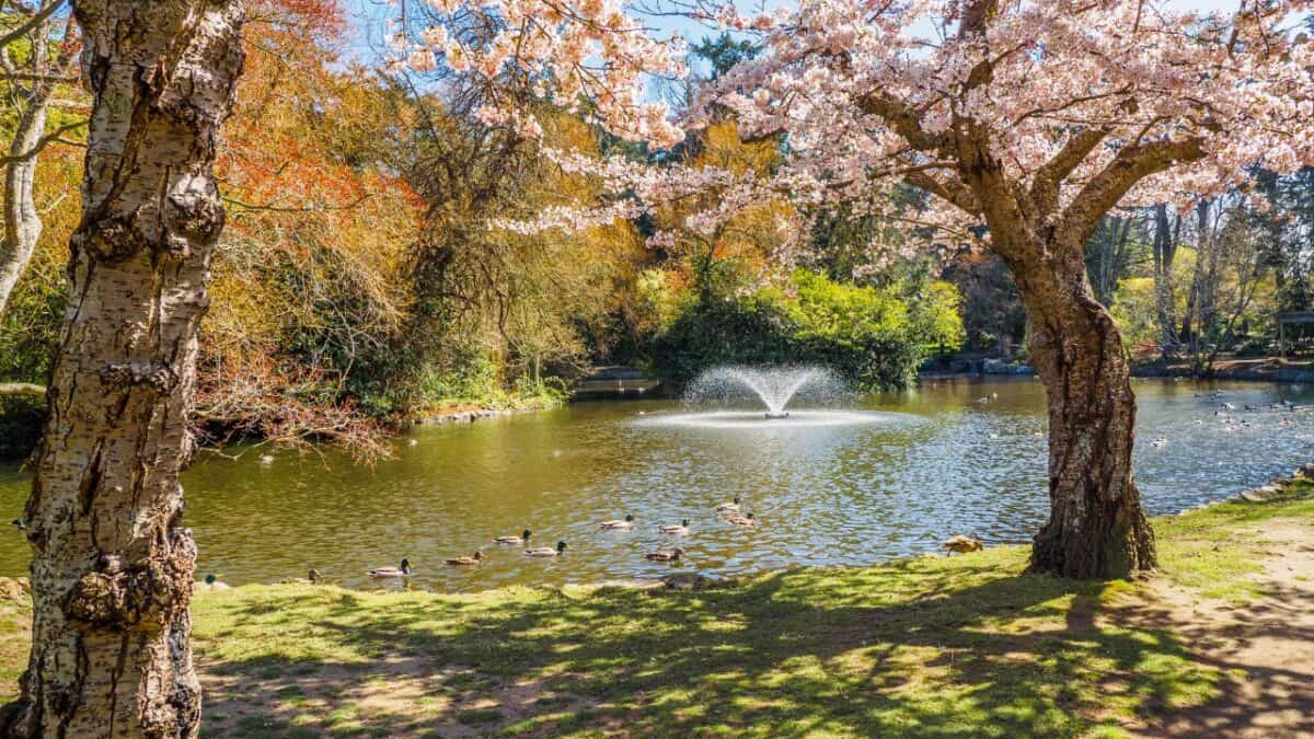 Beacon Hill Park in spring.