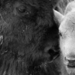 The Rare White Buffalo Calf in Yellowstone: A Symbol of Hope and Unity