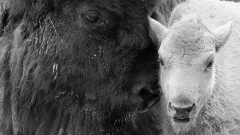 Close-up black and white photograph of a bison and its calf in Yellowstone. The bison is on the left, showing its head and shaggy fur, while the calf, with shorter and lighter fur, is nuzzled next to it on the right. Both animals face the camera as a symbol of hope for wildlife conservation.