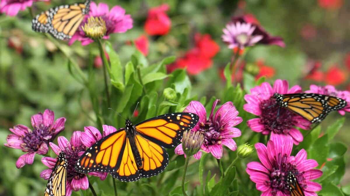 The butterfly at Butterfly Gardens