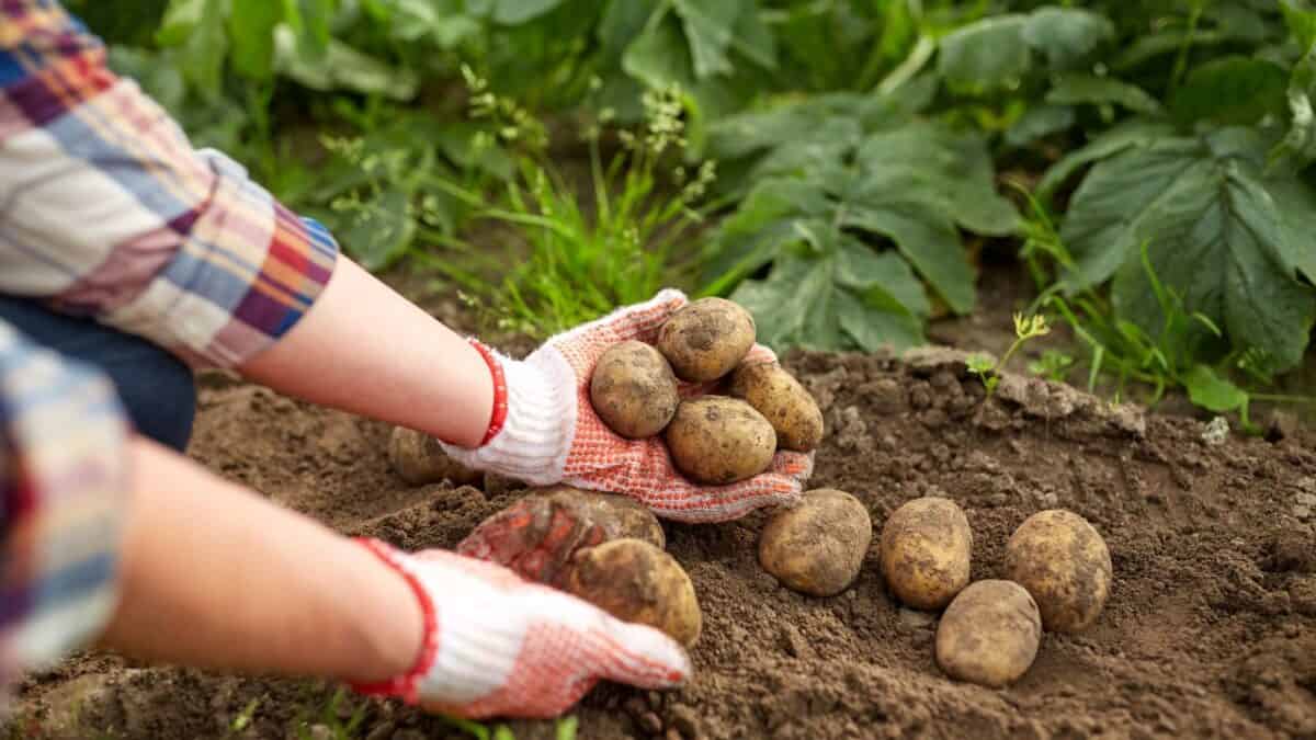 Then vs. Now: The Dramatic Price Changes of Everyday Items 15 Potatoe