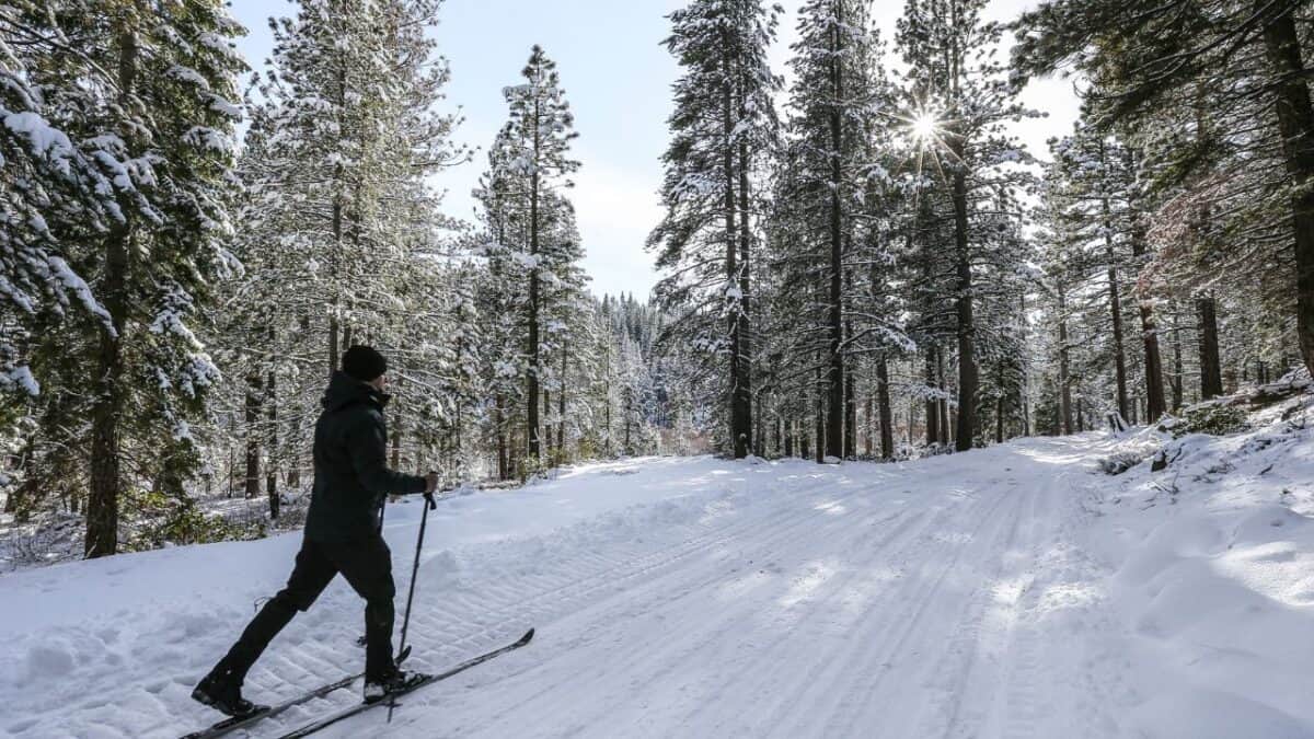 A person in a dark winter outfit is cross-country skiing on a snow-covered trail through a forest with tall, snow-dusted pine trees. The sky is clear, and the sun is shining through the branches—one of those lesser-known California destinations worth visiting.