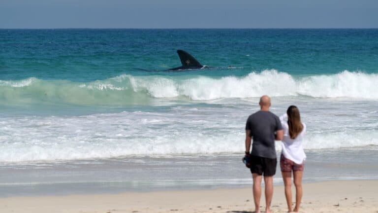 A man and woman stand on the beach, partaking in whale watching as they look at a large dorsal fin cutting through the waves in the ocean. The water is clear and turquoise, with white foam trailing under a clear blue sky—a scene showcasing one of the world's best beaches.