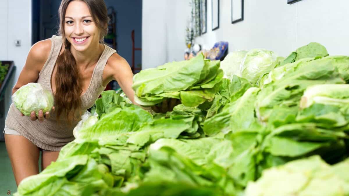 Then vs. Now: The Dramatic Price Changes of Everyday Items 14 lettuce