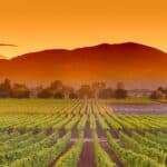 Sunset over a lush vineyard with rows of grapevines and mountains in the background.