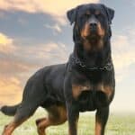 15 Best Guard Dog Breeds to Protect Your Home