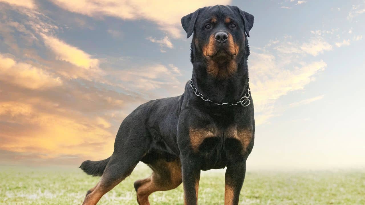 A Rottweiler stands on grass, wearing a chain collar, against a backdrop of a cloudy sky with hints of a sunset.