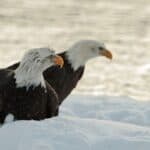 These Animals Are Crushing the Monogamy Game: 10 Species that Mate for Life