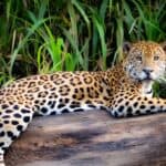 14 Destinations Every Animal Lover Should Visit ASAP