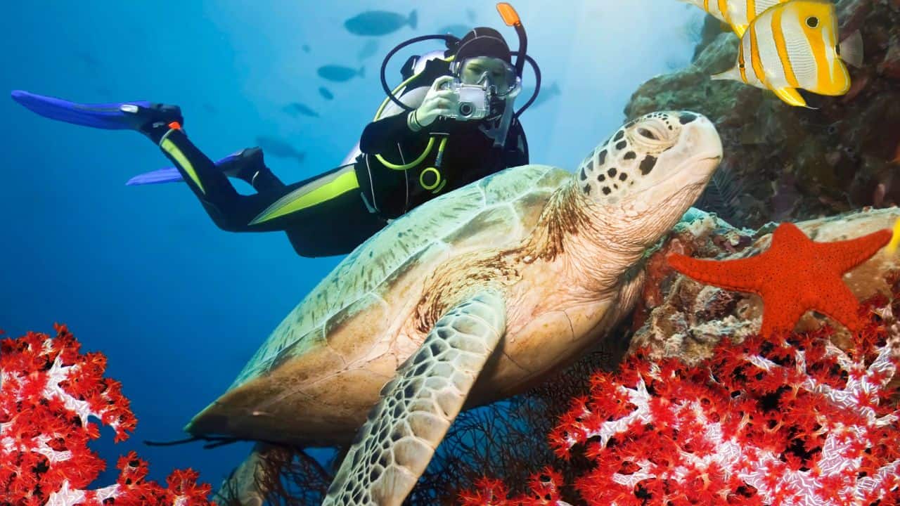 A diver photographs a sea turtle among coral and fish underwater.