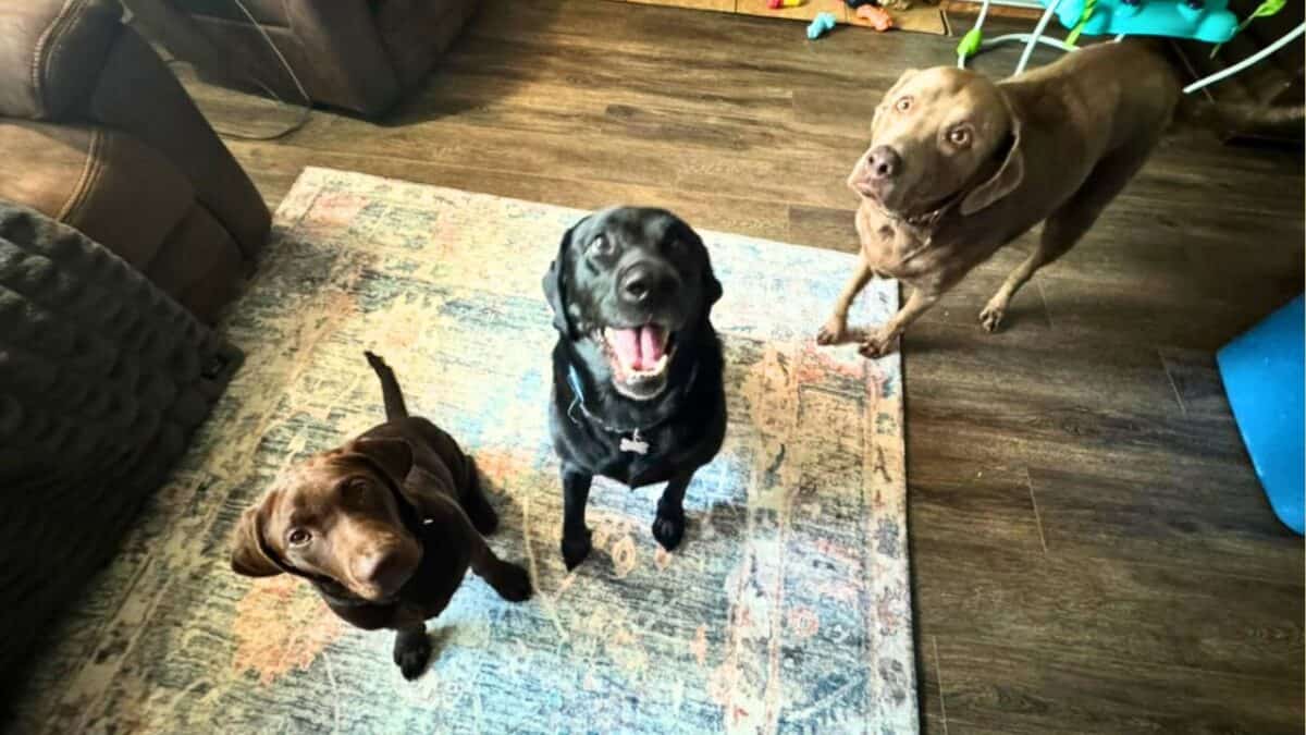 Dog 1