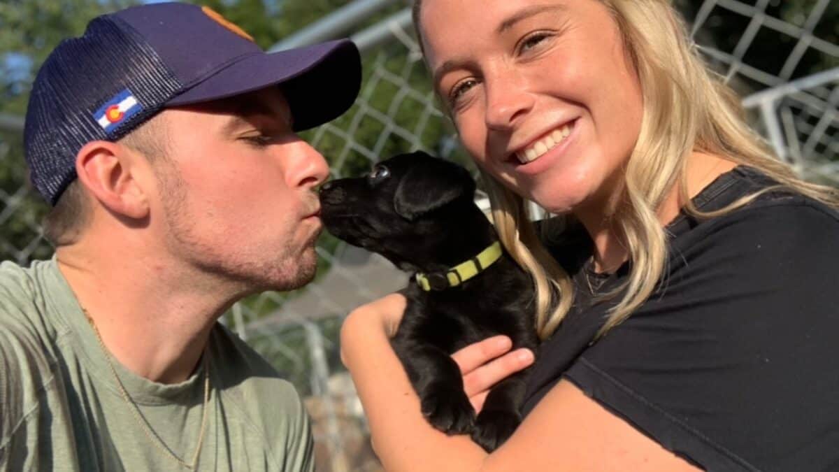 Lab Puppy With Parents