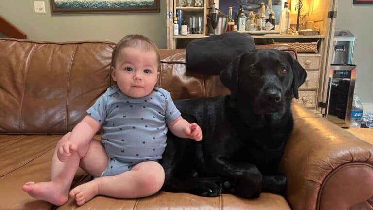 8 Reasons Why Labrador Retrievers Are The Best Dog Breed