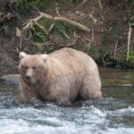 Fat Bear Week: Grazer’s Thrilling Win and the Drama at Katmai National Park